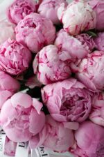 Bukiet różowych piwonii - obrazek 2