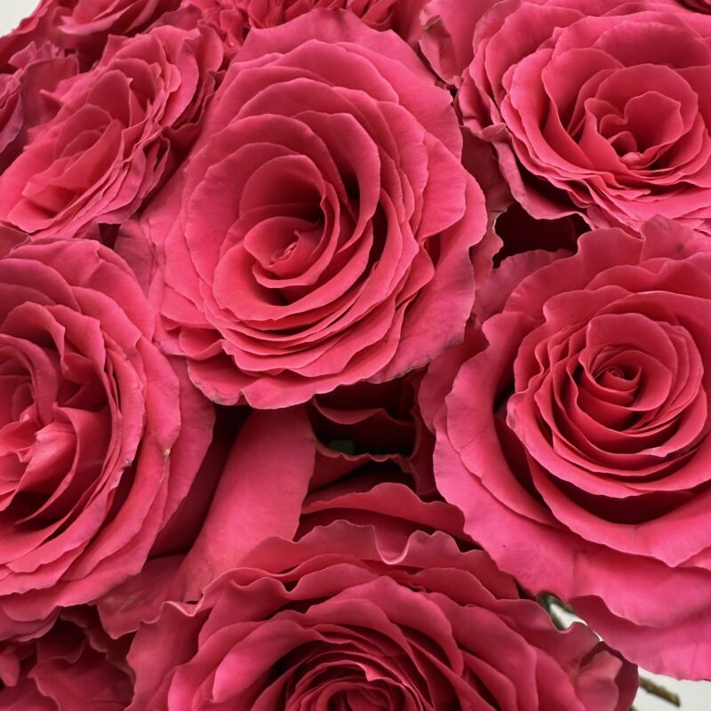 bukiet róż Full Monty 25 szt Studio Deluxe Poznań