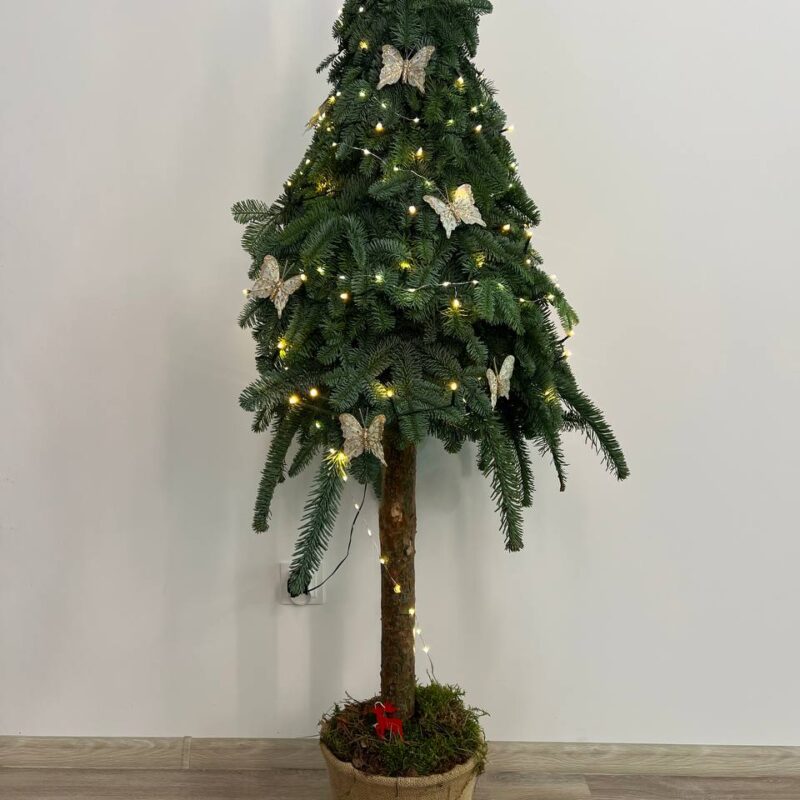 Jodła Nobilis na pniu bez dekoracji Studio Deluxe Poznań