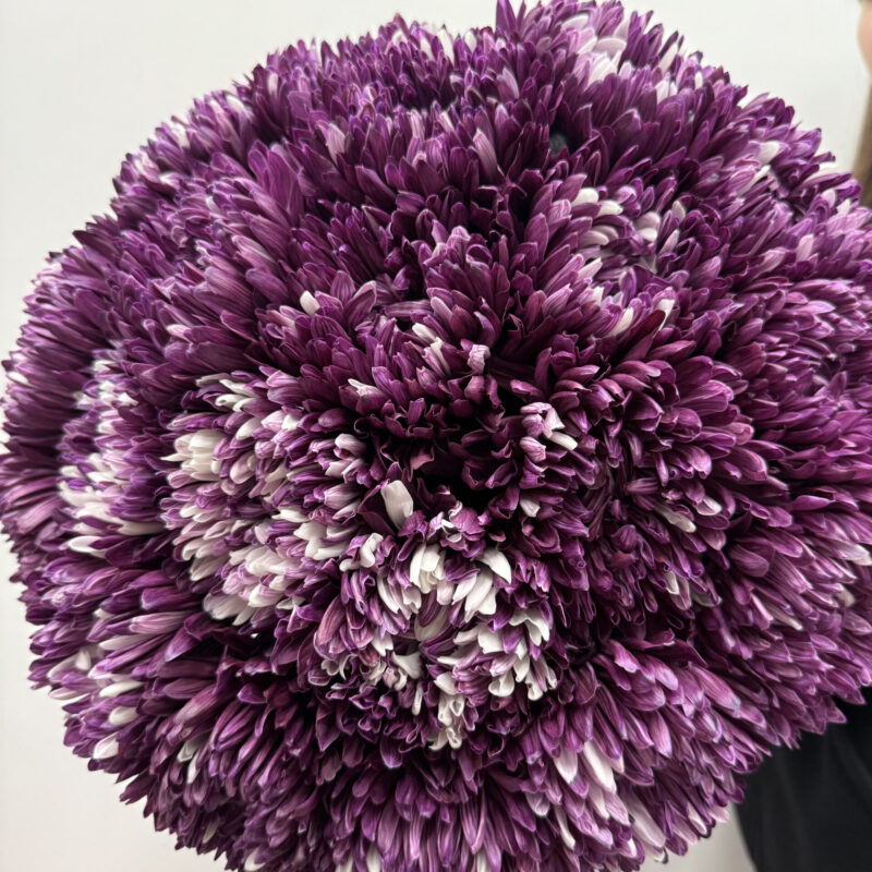 Fioletowa chryzantema | Studio Deluxe