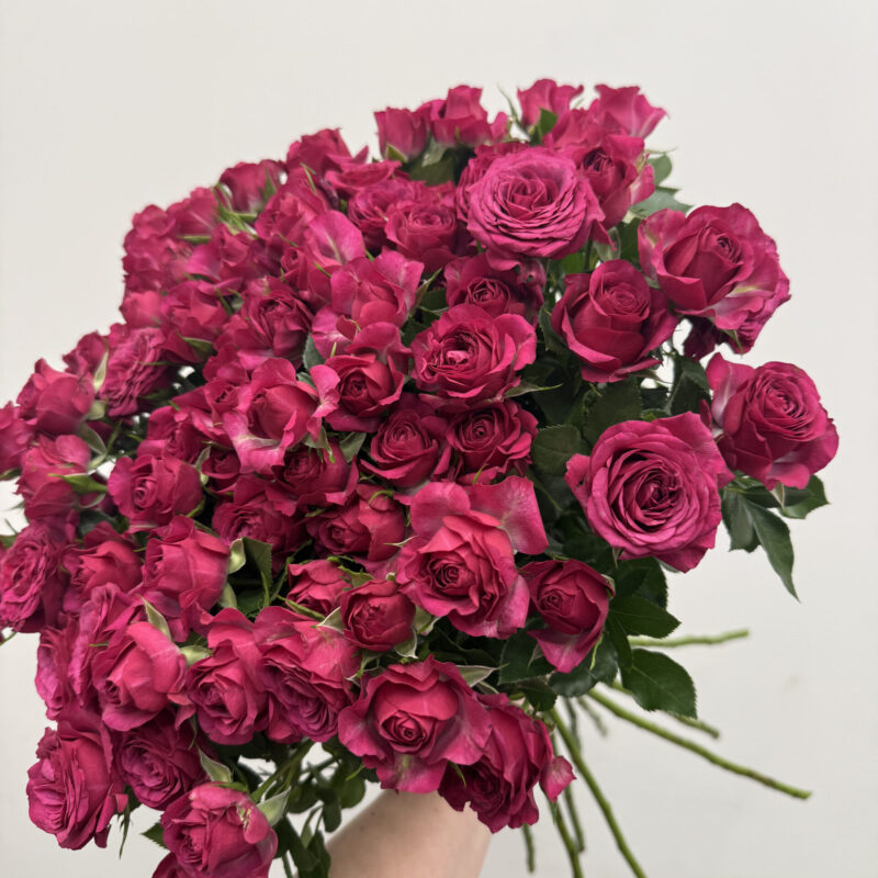 Różowa róża gałązkowa w intensywnym malinowym odcieniu Studio Deluxe