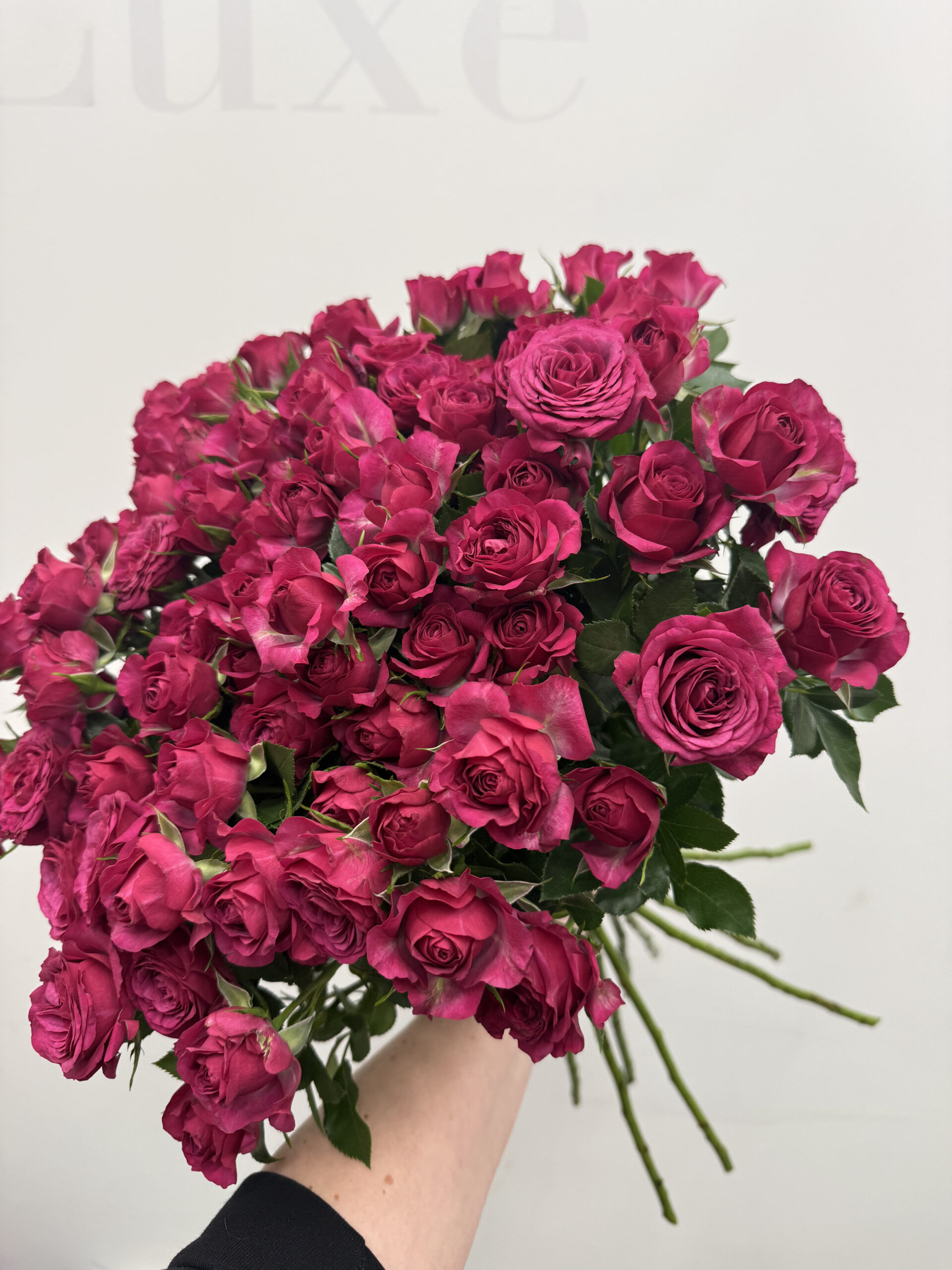 IMG_1231 Różowa róża gałązkowa w intensywnym malinowym odcieniu Studio Deluxe