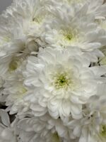 Monobukiet z białych chryzantem w eleganckim opakowaniu Studio Deluxe