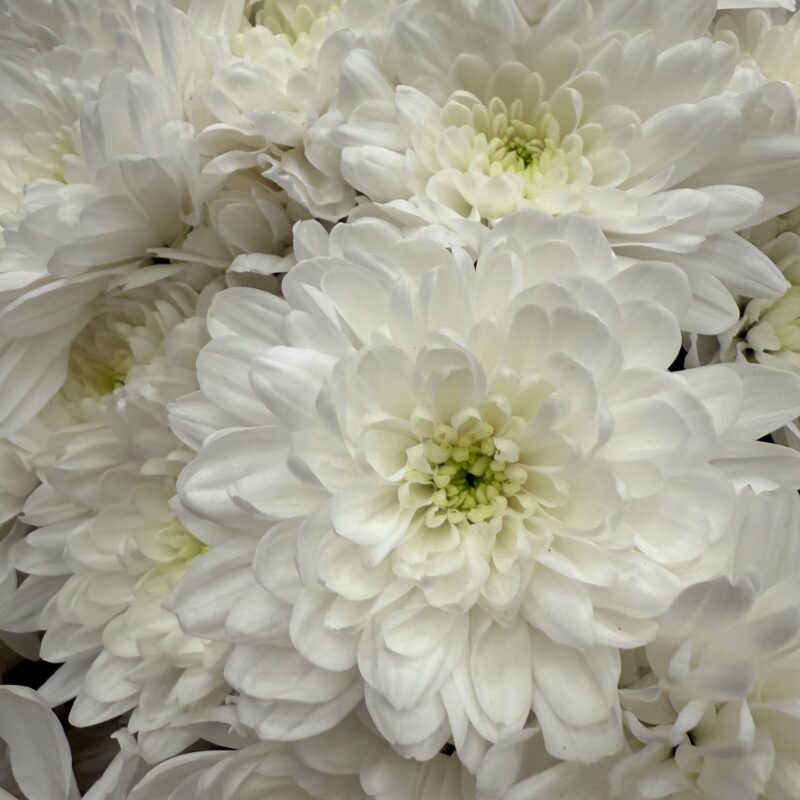 Monobukiet z białych chryzantem w eleganckim opakowaniu Studio Deluxe