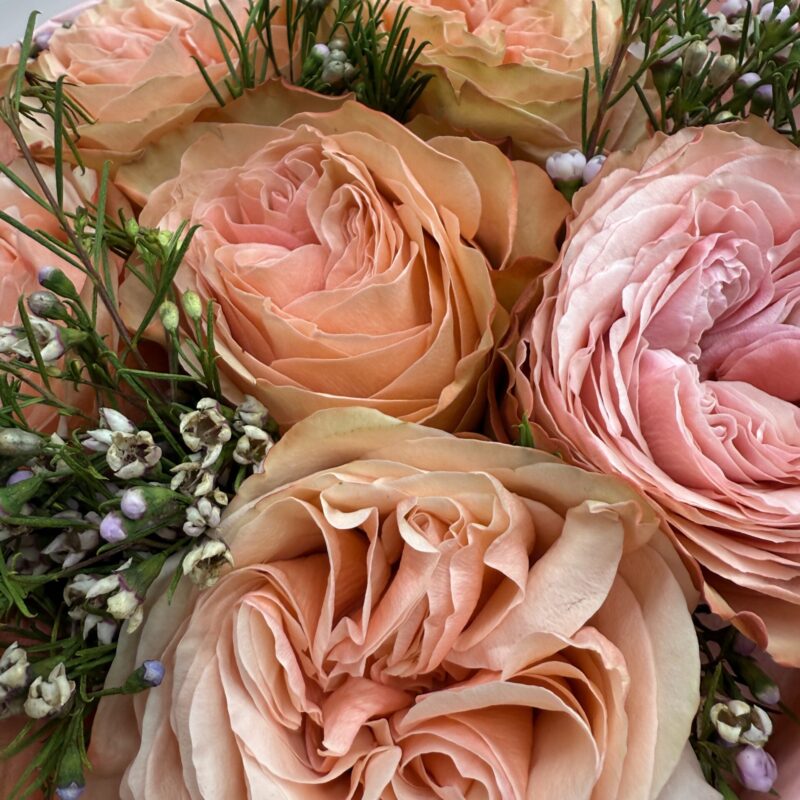 Monobukiet z brzoskwiniowych róż ogrodowych Studio Deluxe