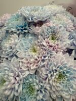 Chryzantema gałązkowa pastelowa – błękitno-różowy bukiet Studio Deluxe