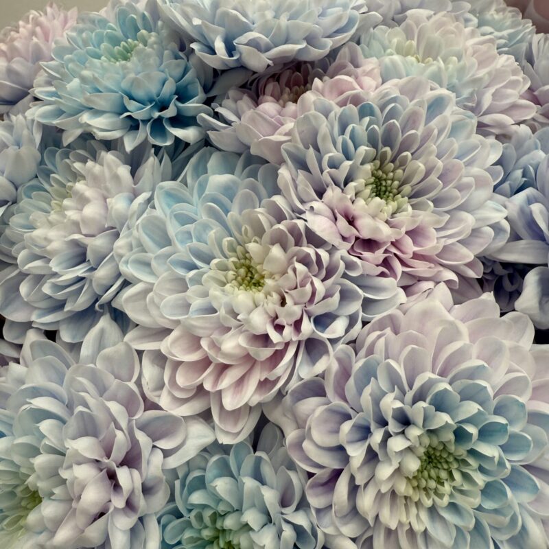 Chryzantema gałązkowa pastelowa – błękitno-różowy bukiet Studio Deluxe