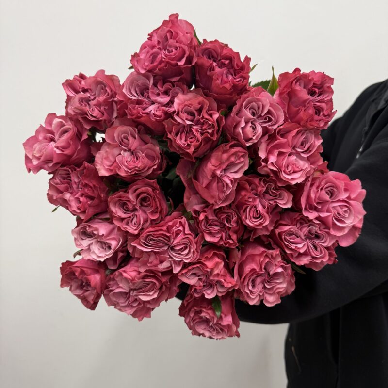 Róża Country Blues 60 cm – malinowo-różowa odmiana premium Studio Deluxe