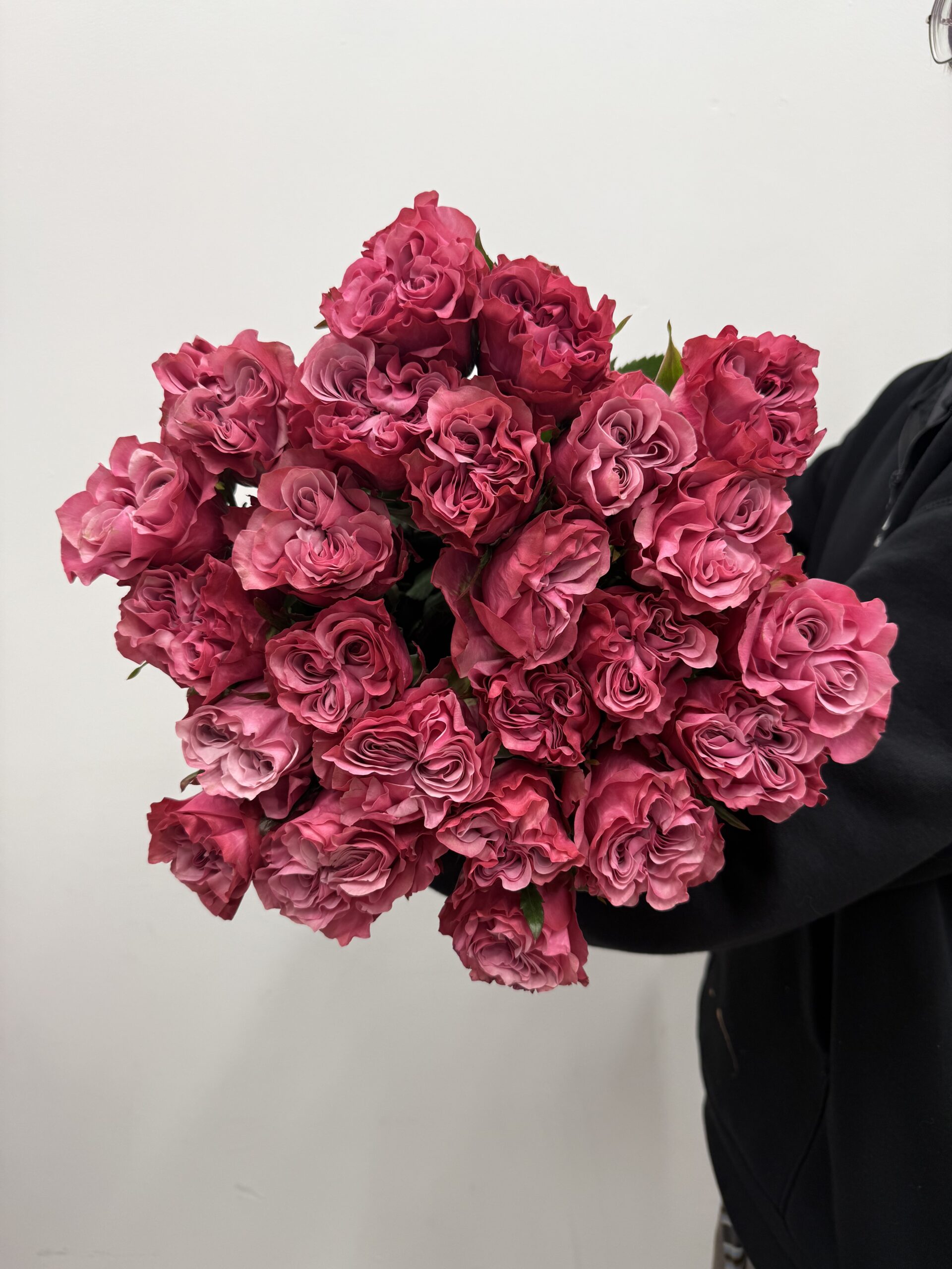 IMG_6385 Róża Country Blues 60 cm – malinowo-różowa odmiana premium Studio Deluxe