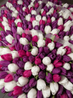 501 tulipanów w koszu w odcieniach bieli, różu i fioletu – Studio Deluxe Poznań