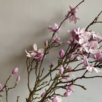 Bukiet z gałązek magnolii | Magnolia Poznań