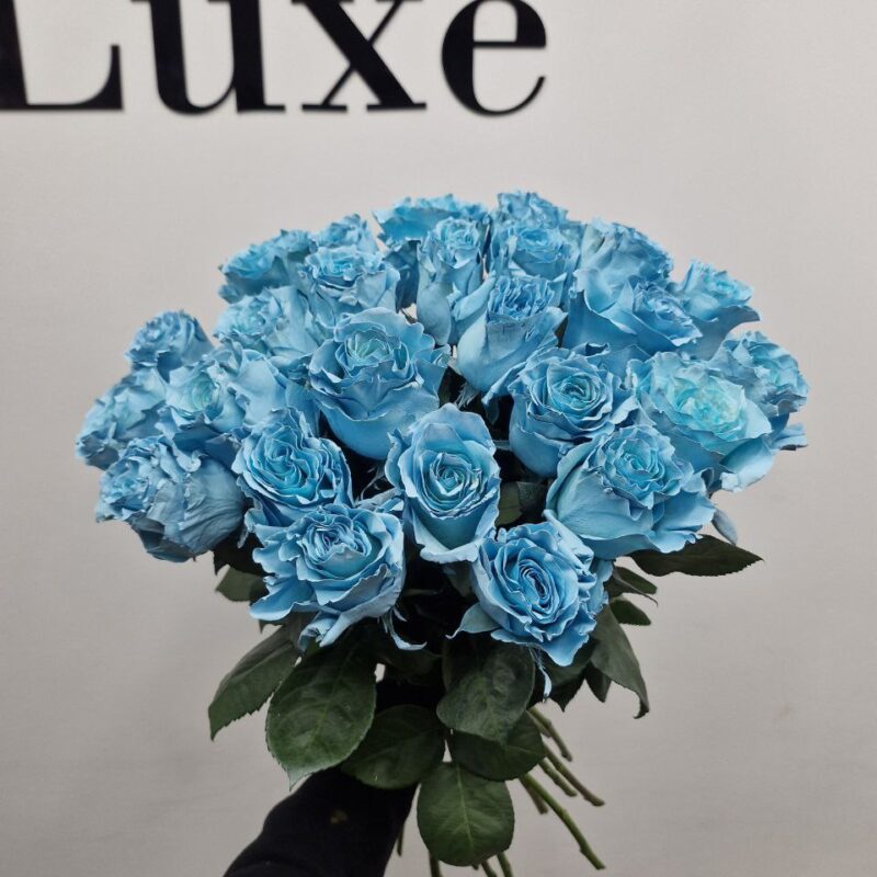 Róża Niebieska – turkusowo-błękitne róże Studio Deluxe