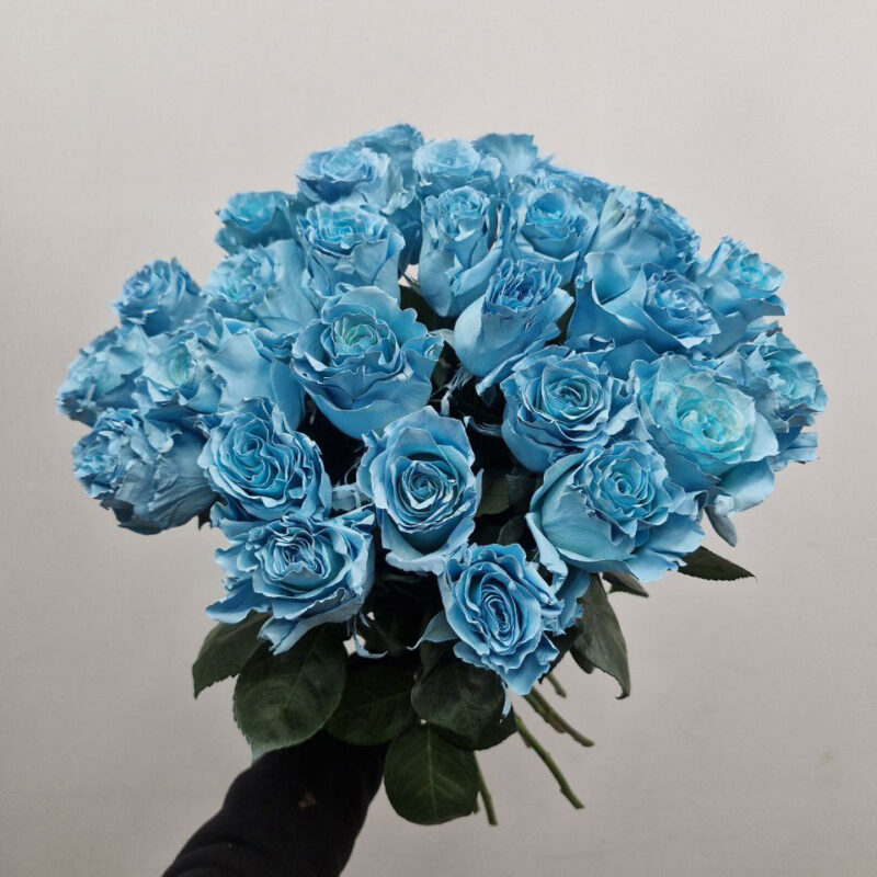Róża Niebieska – turkusowo-błękitne róże Studio Deluxe