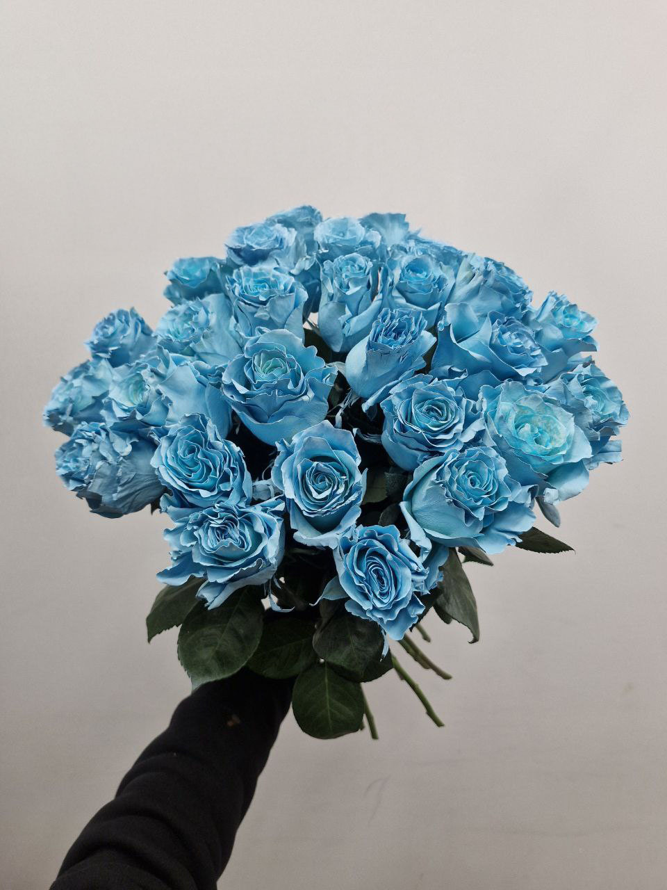 photo_2026-02-11 14.27.55 Róża Niebieska – turkusowo-błękitne róże Studio Deluxe