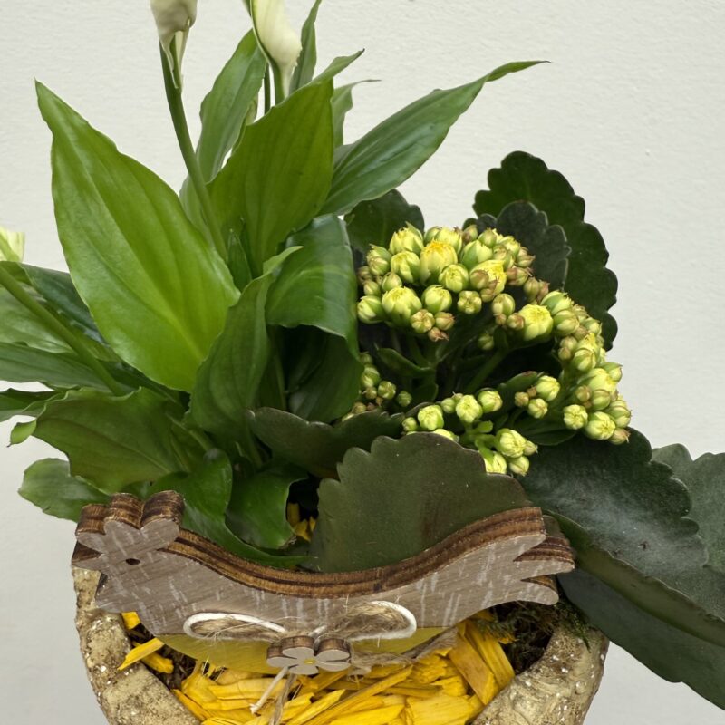 wielkanocna kompozycja z roślinami zielona dekoracja w osłonce Studio Deluxe