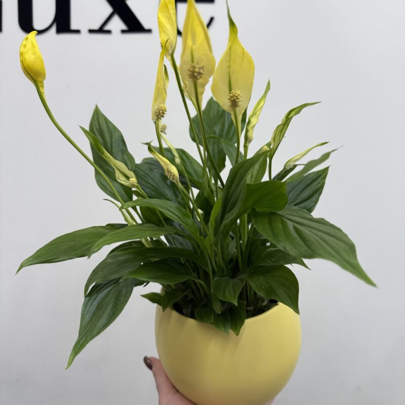 Kwiat doniczkowy skrzydłokwiat Roślina Poznań