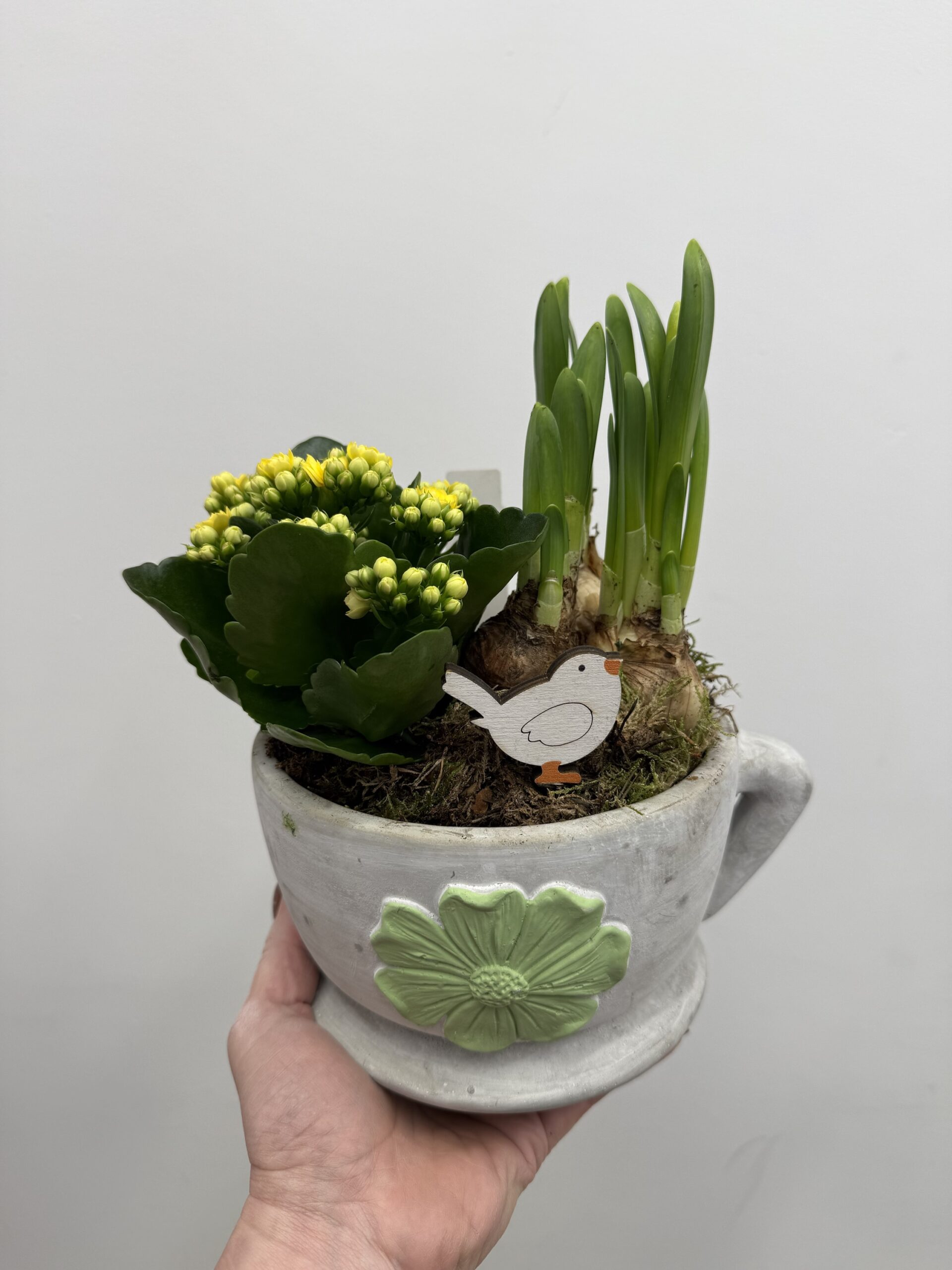 img_9342 Kompozycja wielkanocna z roślinami w doniczce