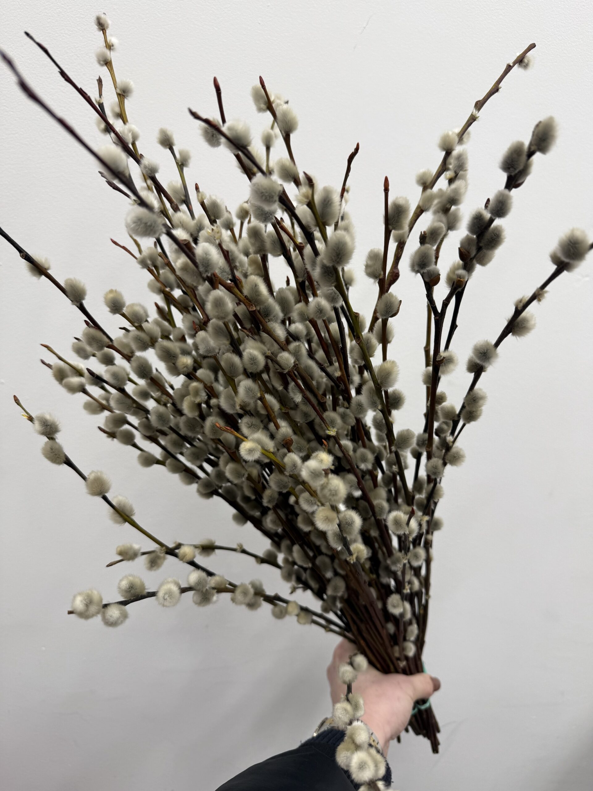 img_9534 gałązki wierzby dekoracyjne naturalny dodatek florystyczny Studio Deluxe