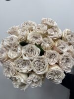 Róża piwoniowa Westminster Abbey | Luksusowe róże Poznań