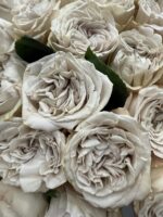 Róża piwoniowa Westminster Abbey - obrazek 2