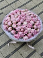 Piwonii 75 szt